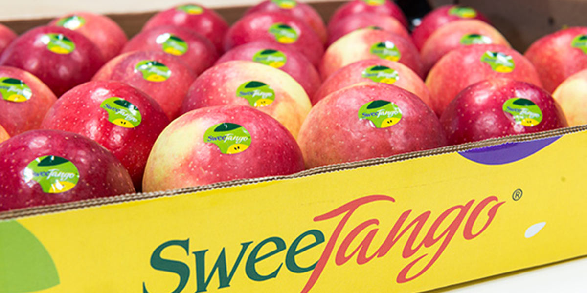 SweeTango, la prima mela premium che arriva sul mercato